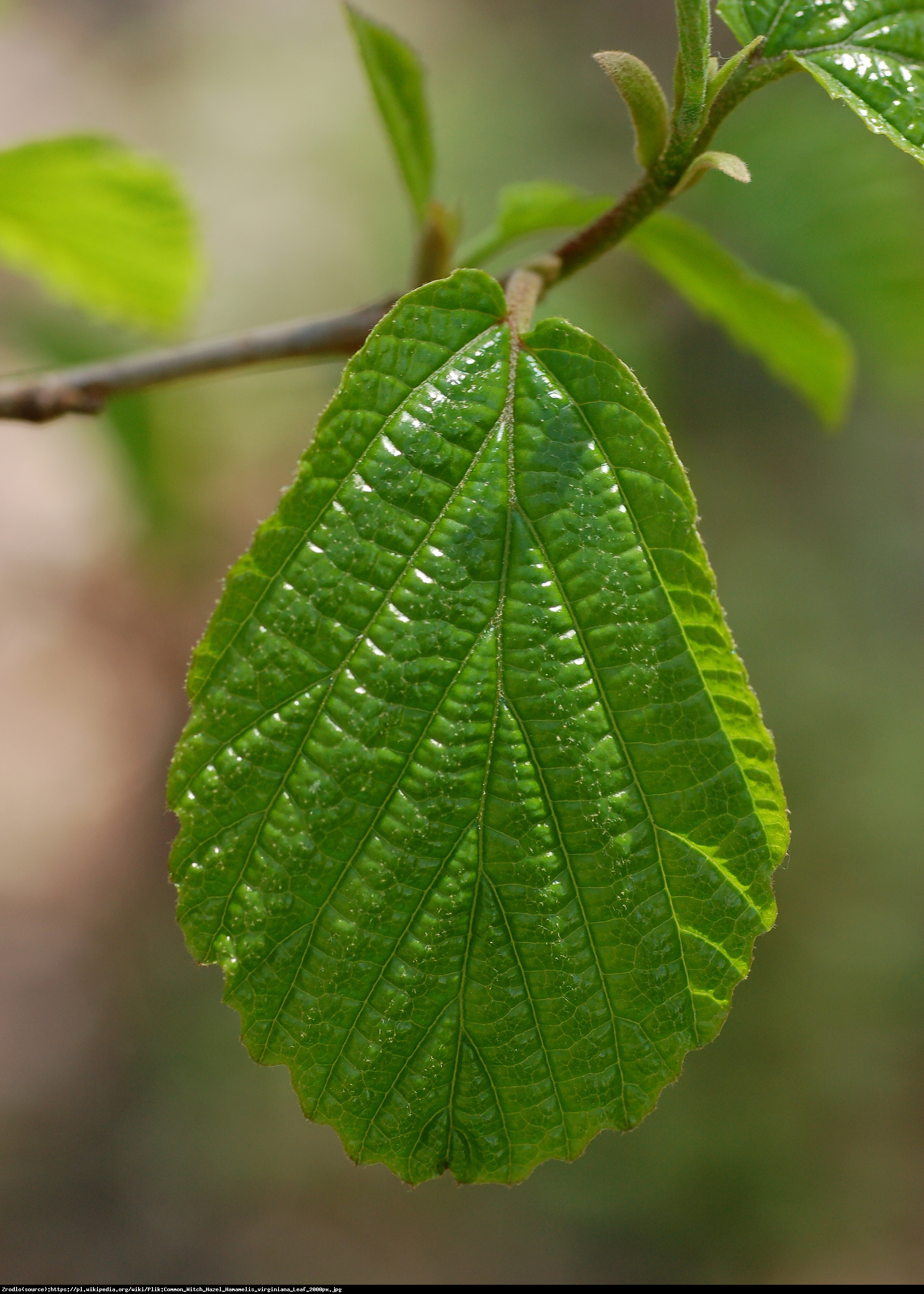 Oczar wirginijski - Hamamelis virginiana