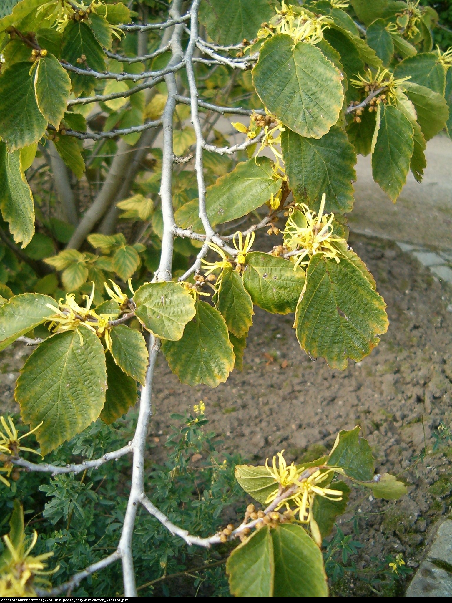 Oczar wirginijski - Hamamelis virginiana