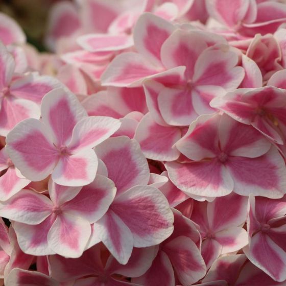 Hortensja ogrodowa PEPPERMINT -  NIE STRASZNA JEJ ZIMA - Hydrangea macrophylla PEPPERMINT