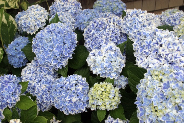 Hortensja ogrodowa PEPPERMINT -  NIE STRASZNA JEJ ZIMA - Hydrangea macrophylla PEPPERMINT