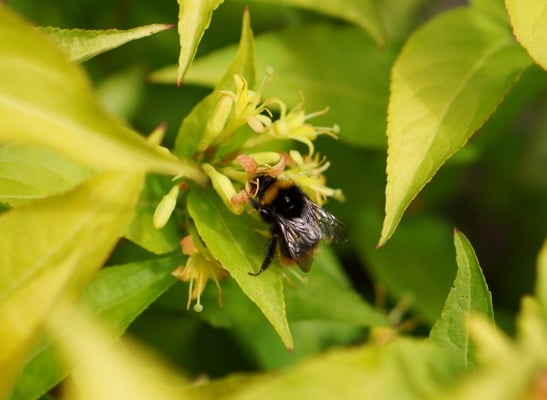 Zadrzewnia nadbrzeżna HONEYBEE - ZŁOTOŻÓŁTE LIŚCIE, NIESAMOWICIE MIODODAJNA - Diervilla rivularis HONEYBEE 