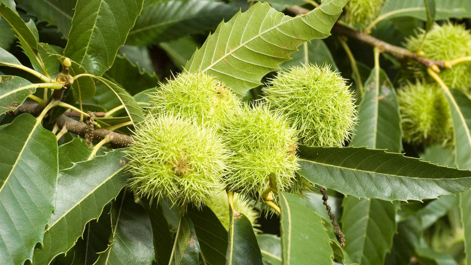 Kasztan jadalny STEINMOOR - super słodkie owoce - Castanea sativa STEINMOOR