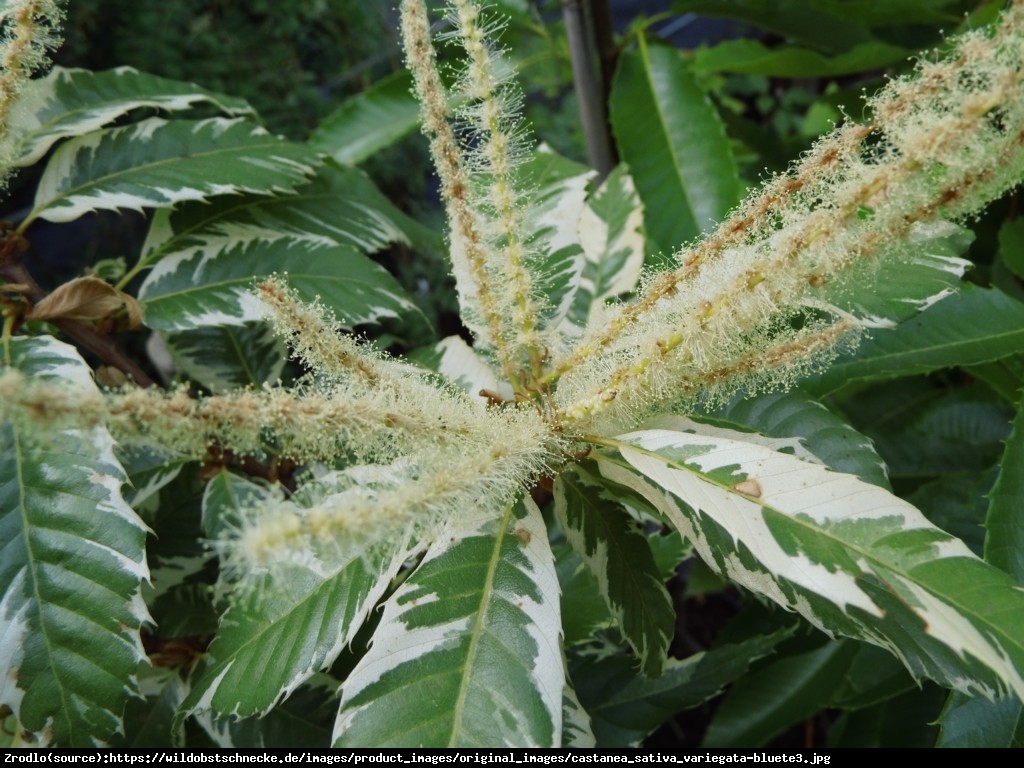 Kasztan jadalny STEINMOOR - super słodkie owoce - Castanea sativa STEINMOOR