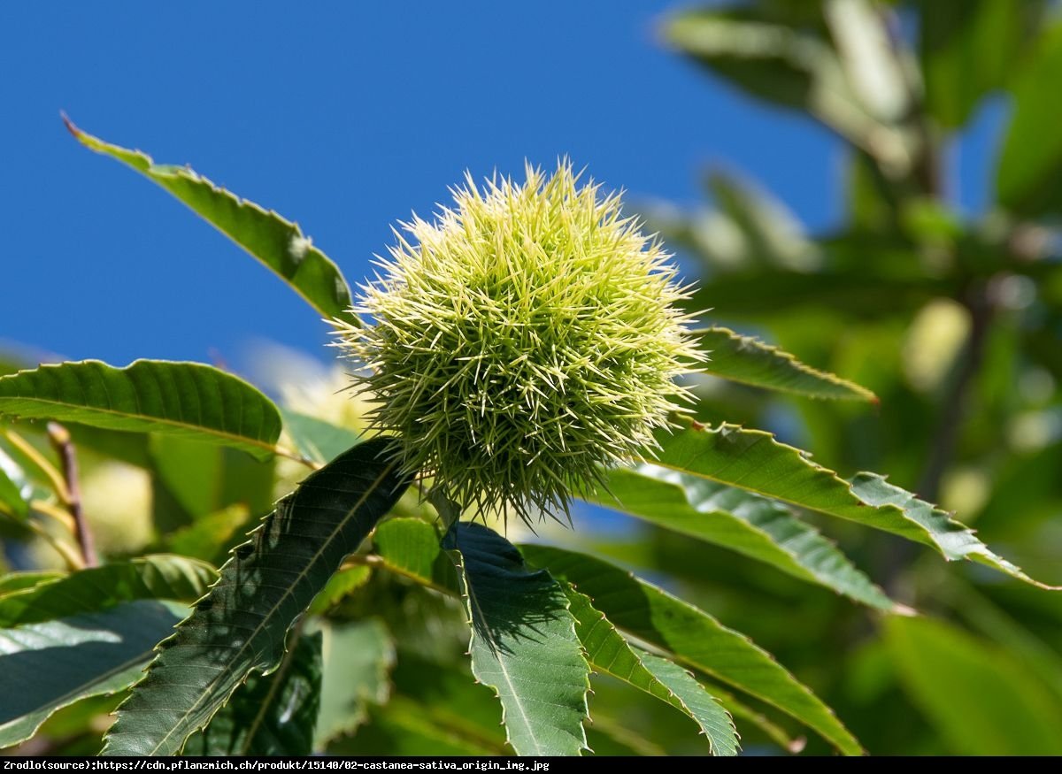 Kasztan jadalny STEINMOOR - super słodkie owoce - Castanea sativa STEINMOOR