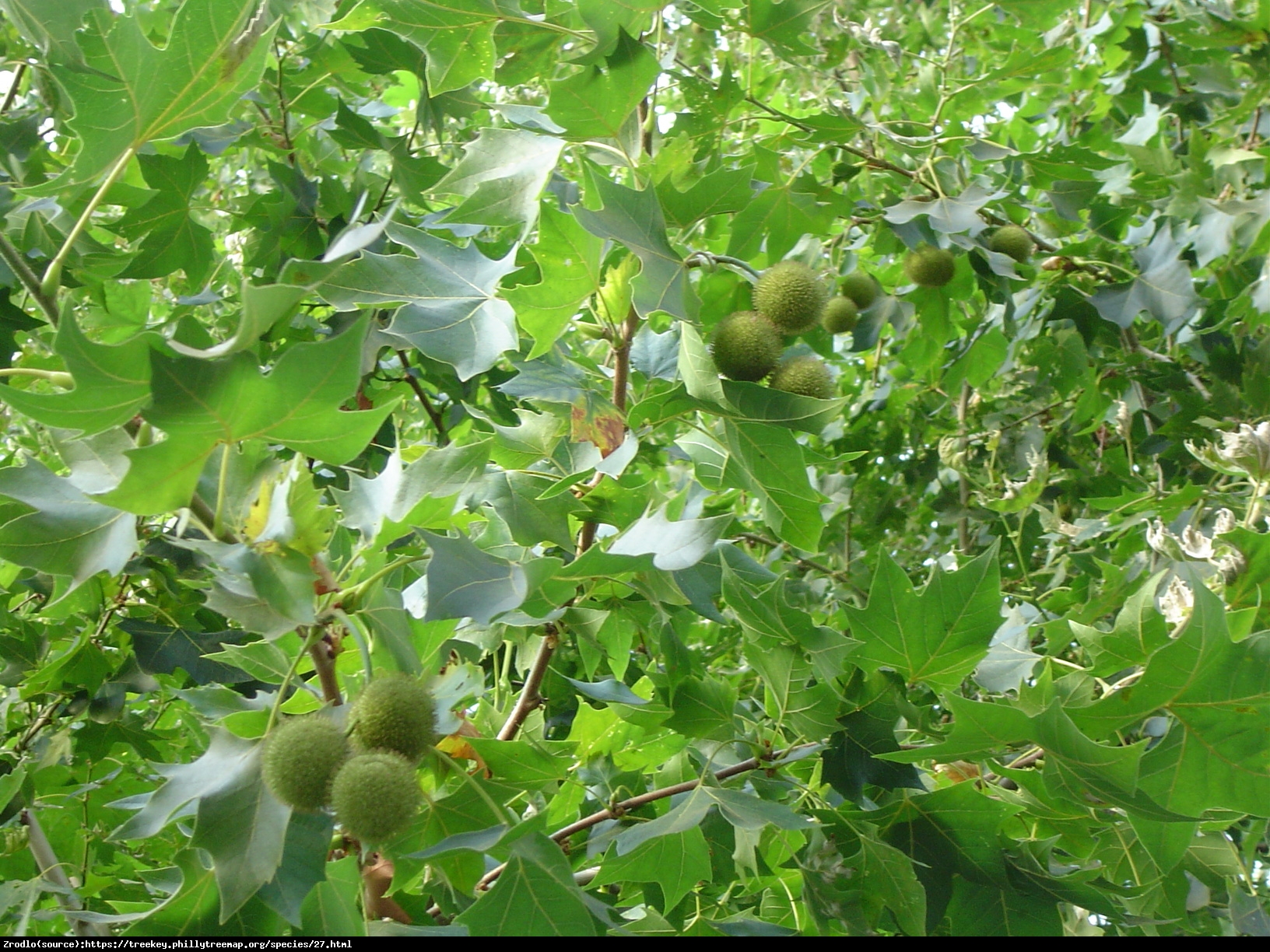 Platan klonolistny - Platanus acerifolia