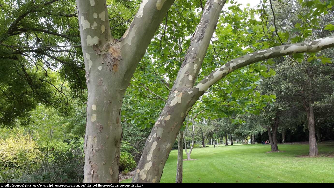 Platan klonolistny - Platanus acerifolia