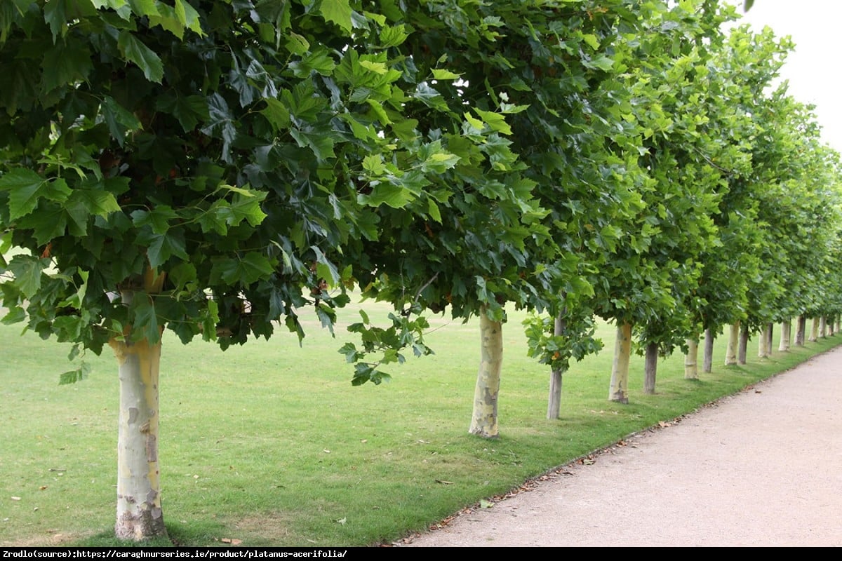 Platan klonolistny - Platanus acerifolia