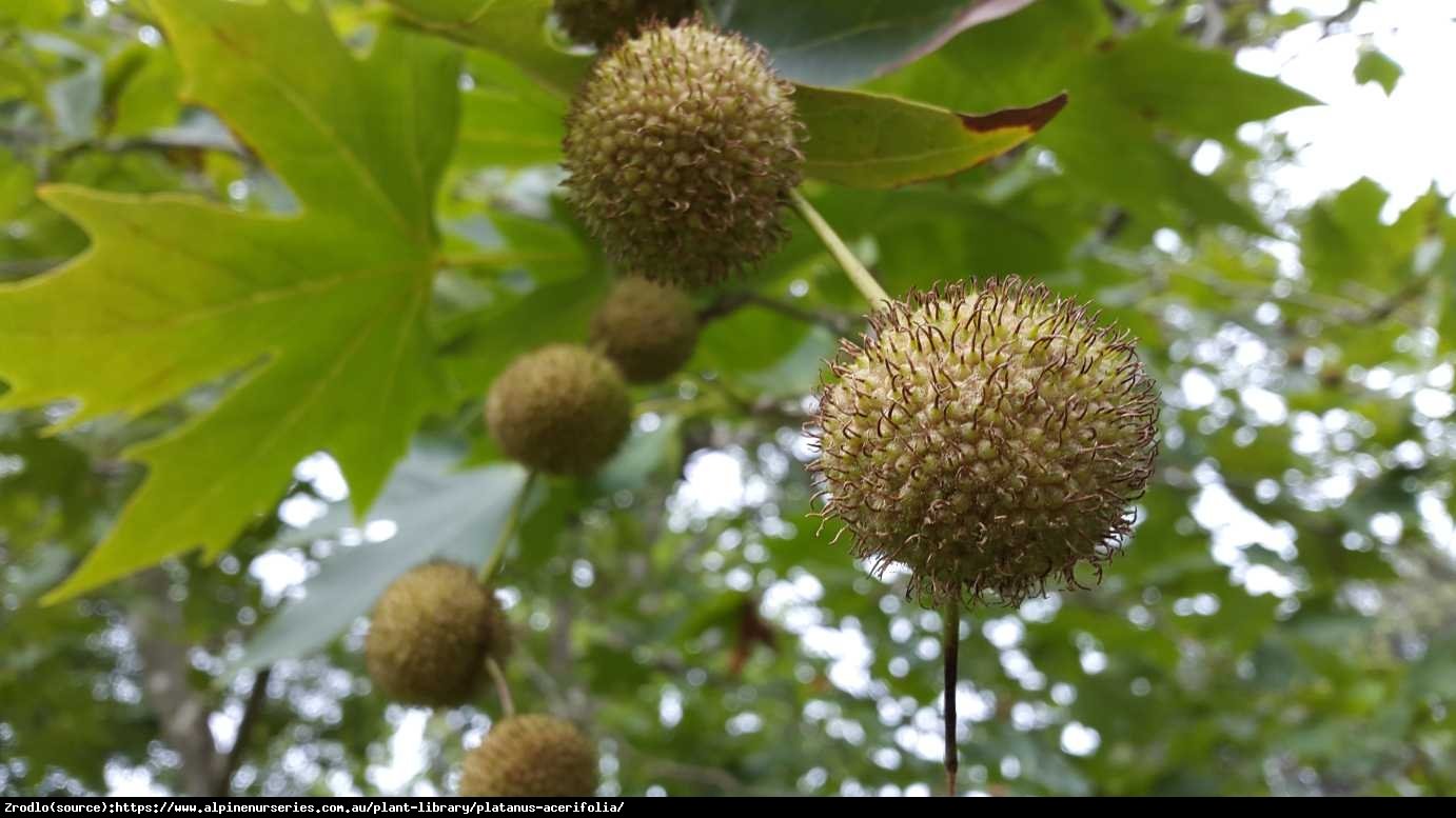 Platan klonolistny - Platanus acerifolia