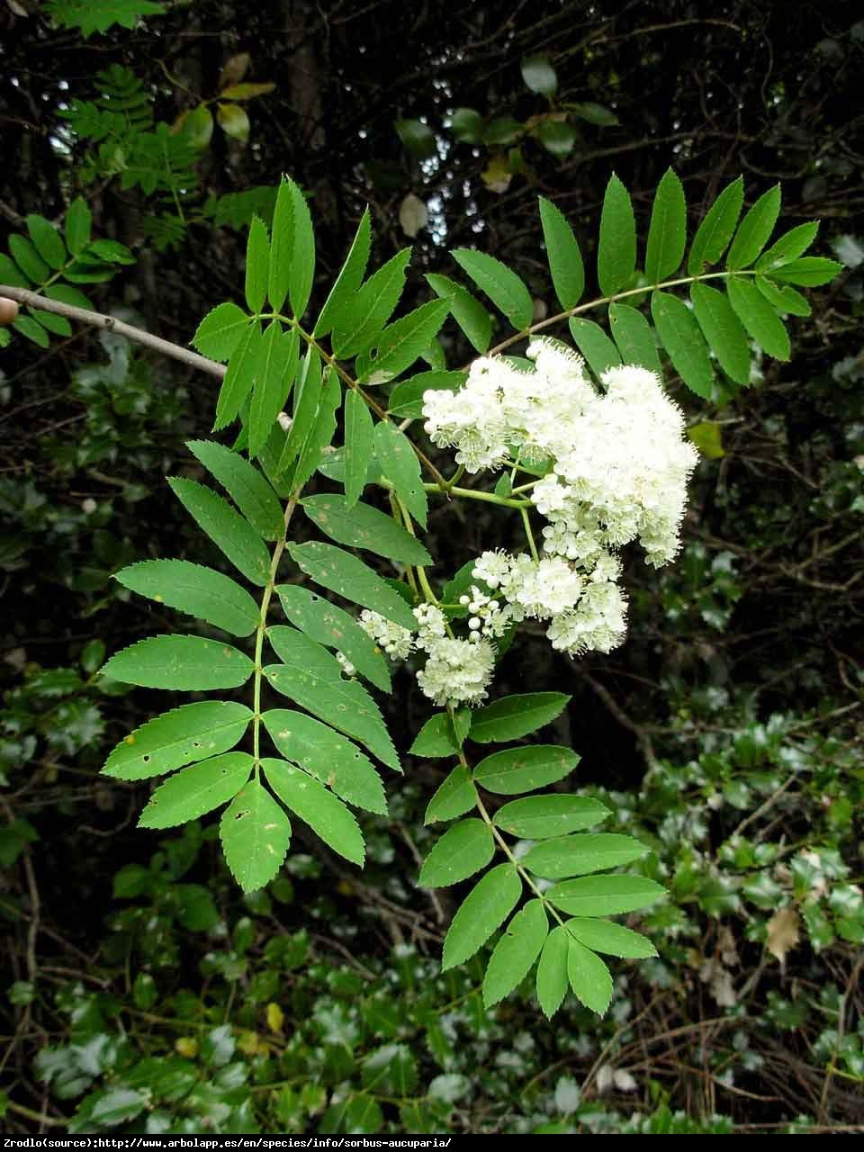 Jarząb pospolity - Sorbus aucuparia