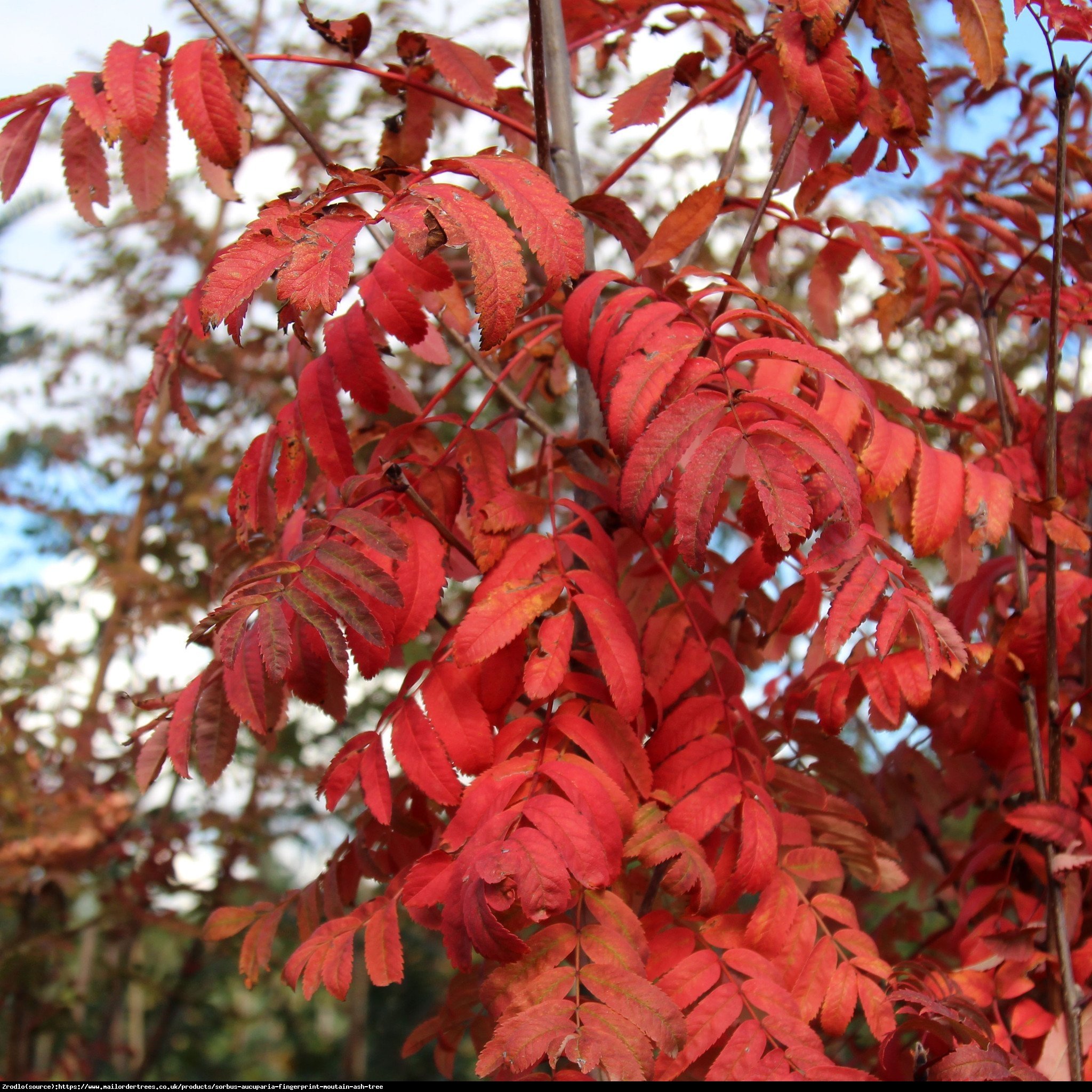 Jarząb pospolity - Sorbus aucuparia