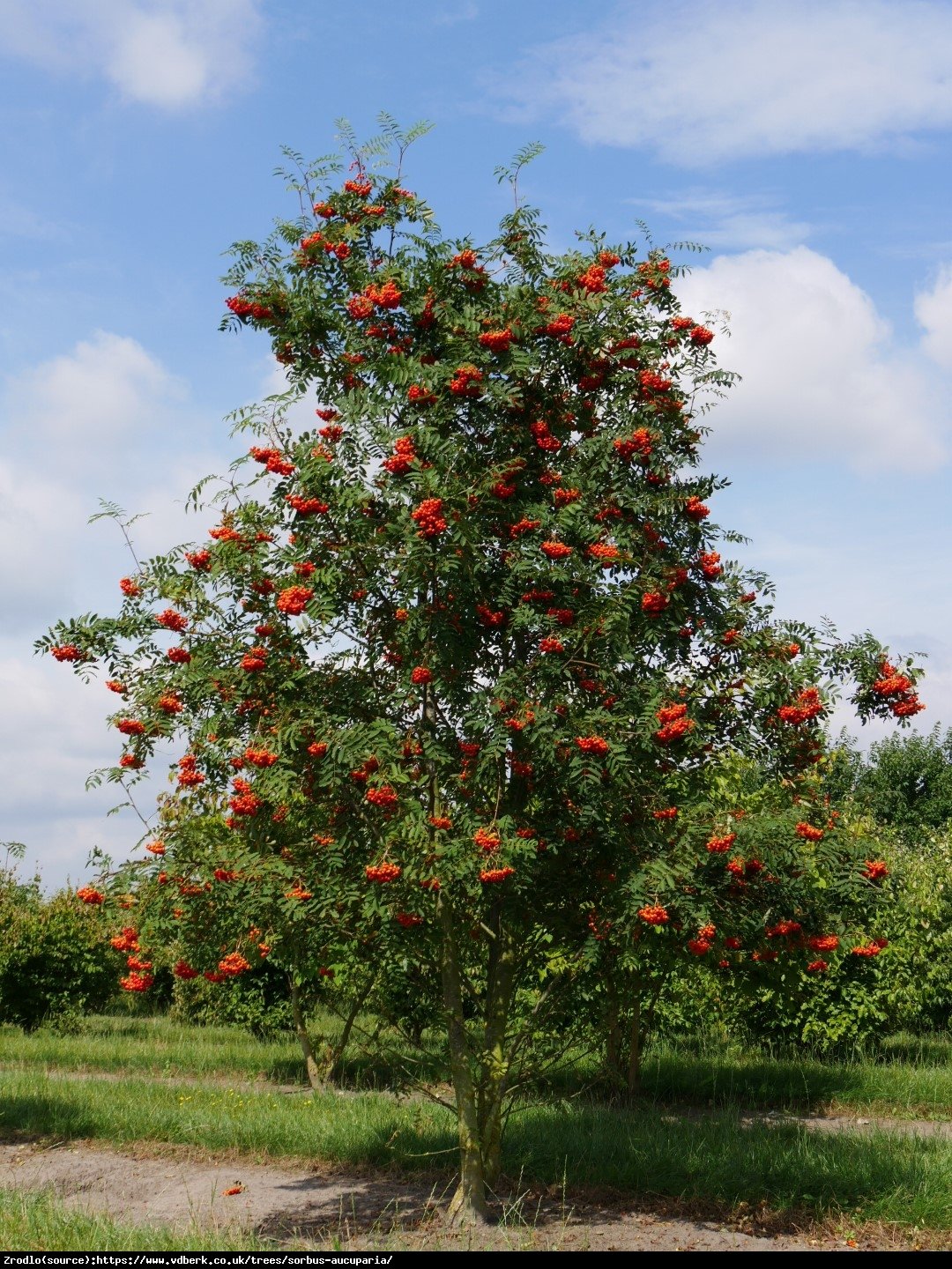 Jarząb pospolity - Sorbus aucuparia