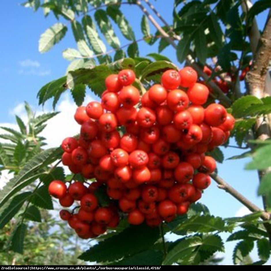 Jarząb pospolity - Sorbus aucuparia