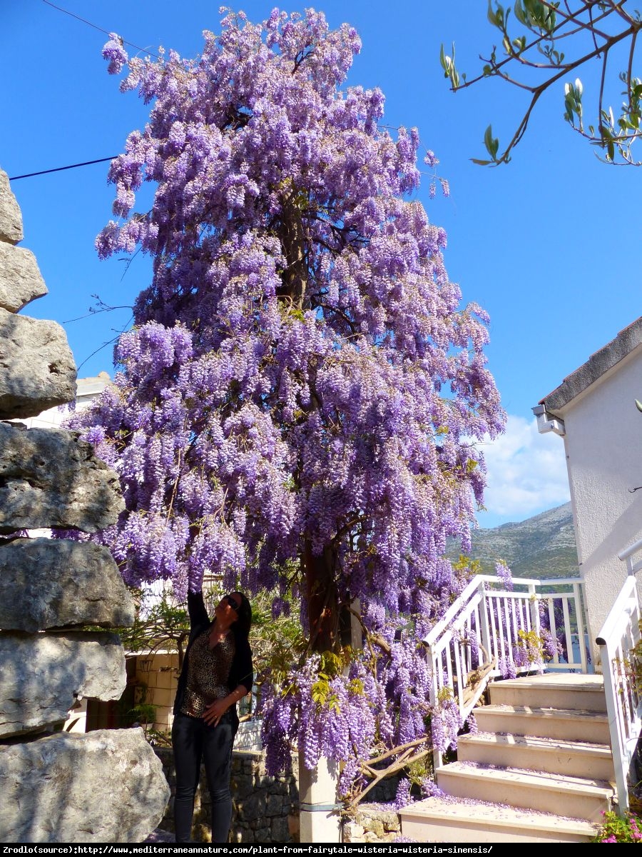 Glicynia chińska Fioletowa - Wisteria sinensis