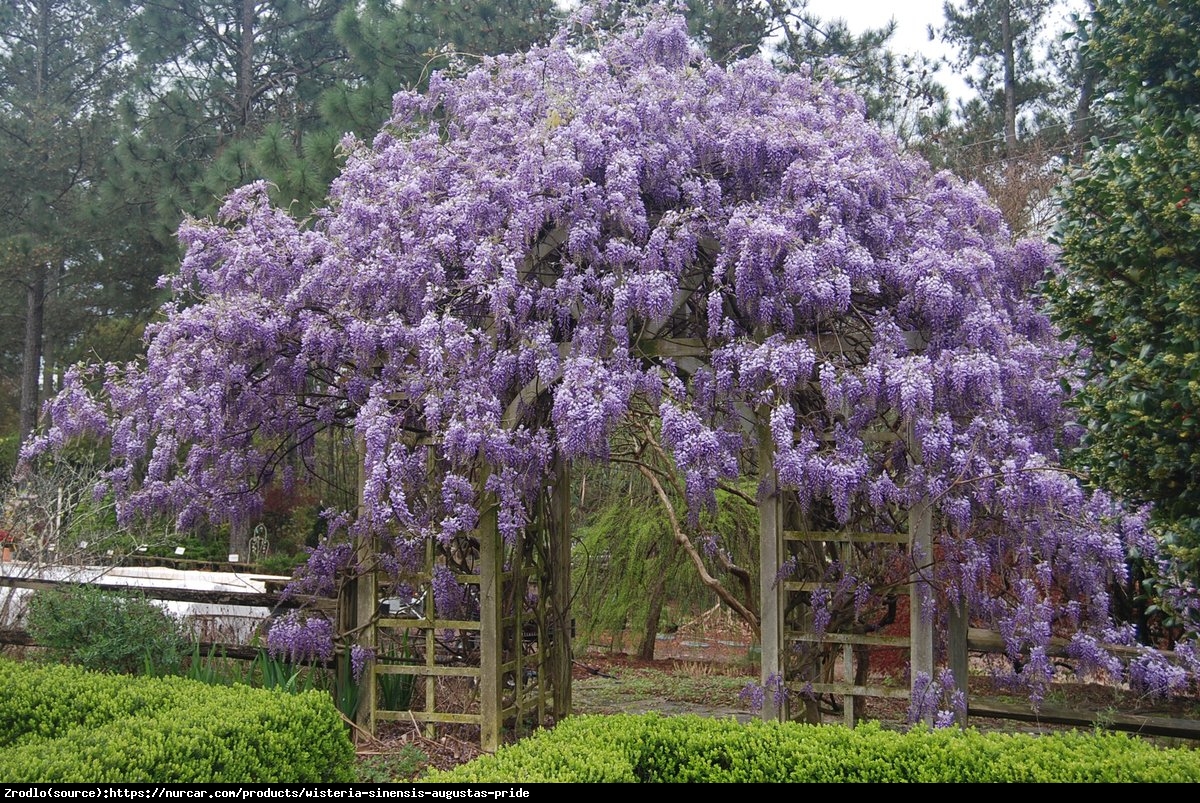 Glicynia chińska Fioletowa - Wisteria sinensis