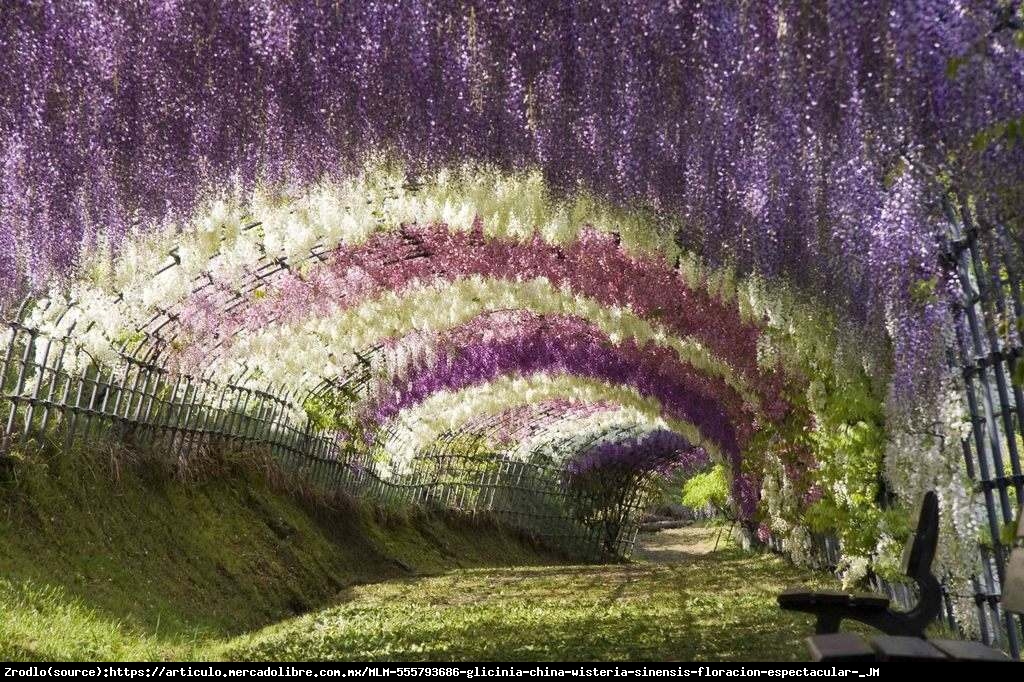 Glicynia chińska Fioletowa - Wisteria sinensis