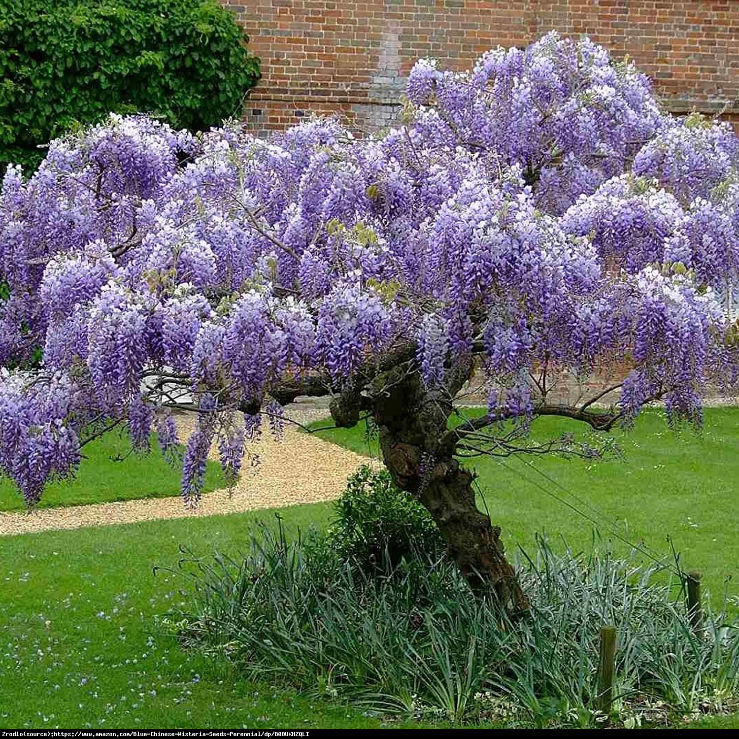 Glicynia chińska Fioletowa - Wisteria sinensis