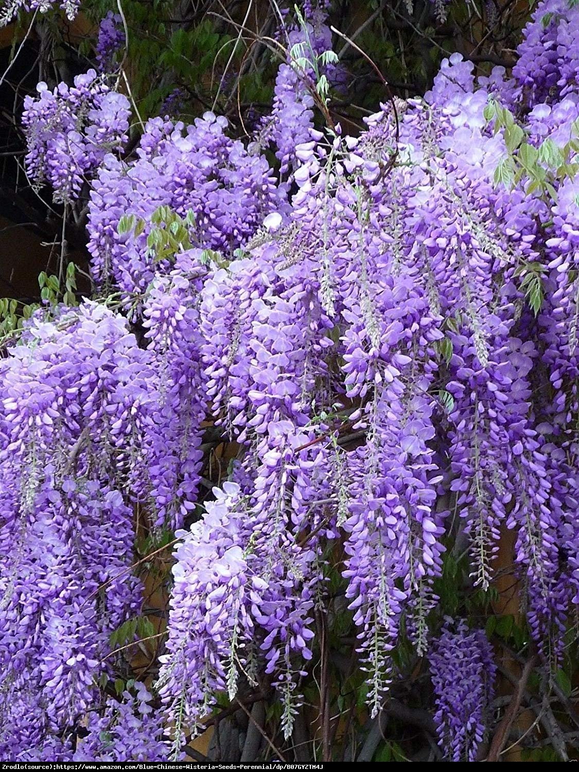 Glicynia chińska Fioletowa - Wisteria sinensis