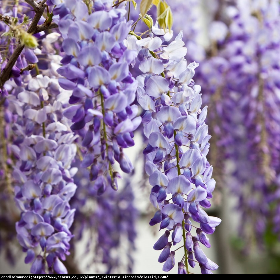 Glicynia chińska Fioletowa - Wisteria sinensis