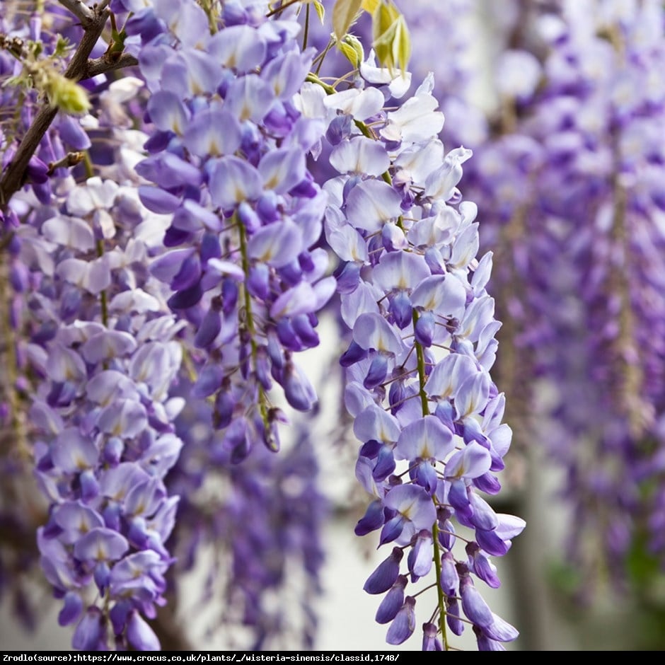 Glicynia chińska Fioletowa - Wisteria sinensis