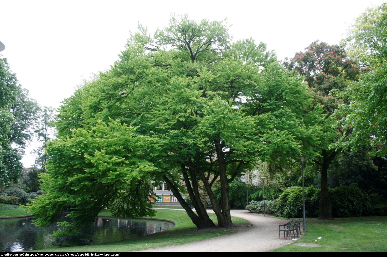 Grujecznik japoński - Cercidophylum japonicum 