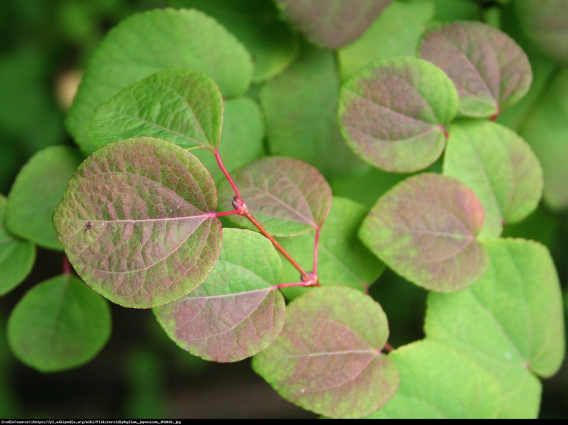 Grujecznik japoński - Cercidophylum japonicum 