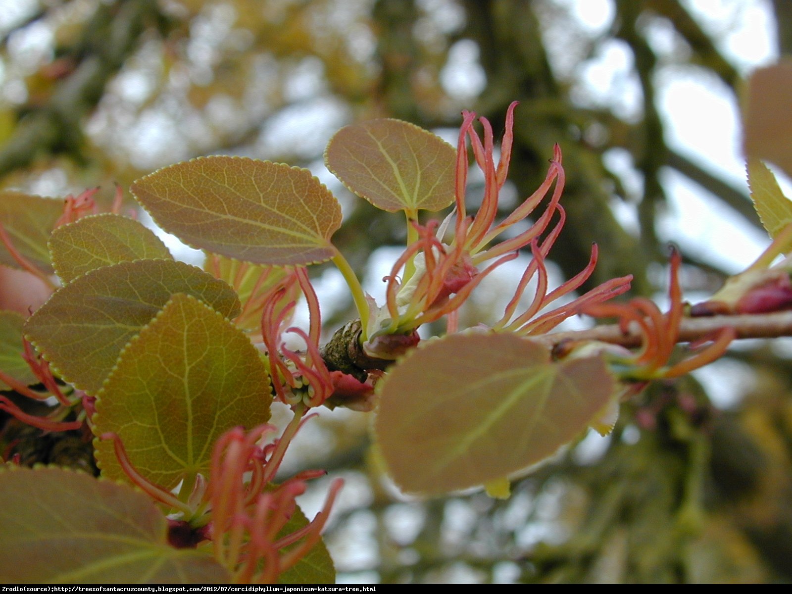 Grujecznik japoński - Cercidophylum japonicum 