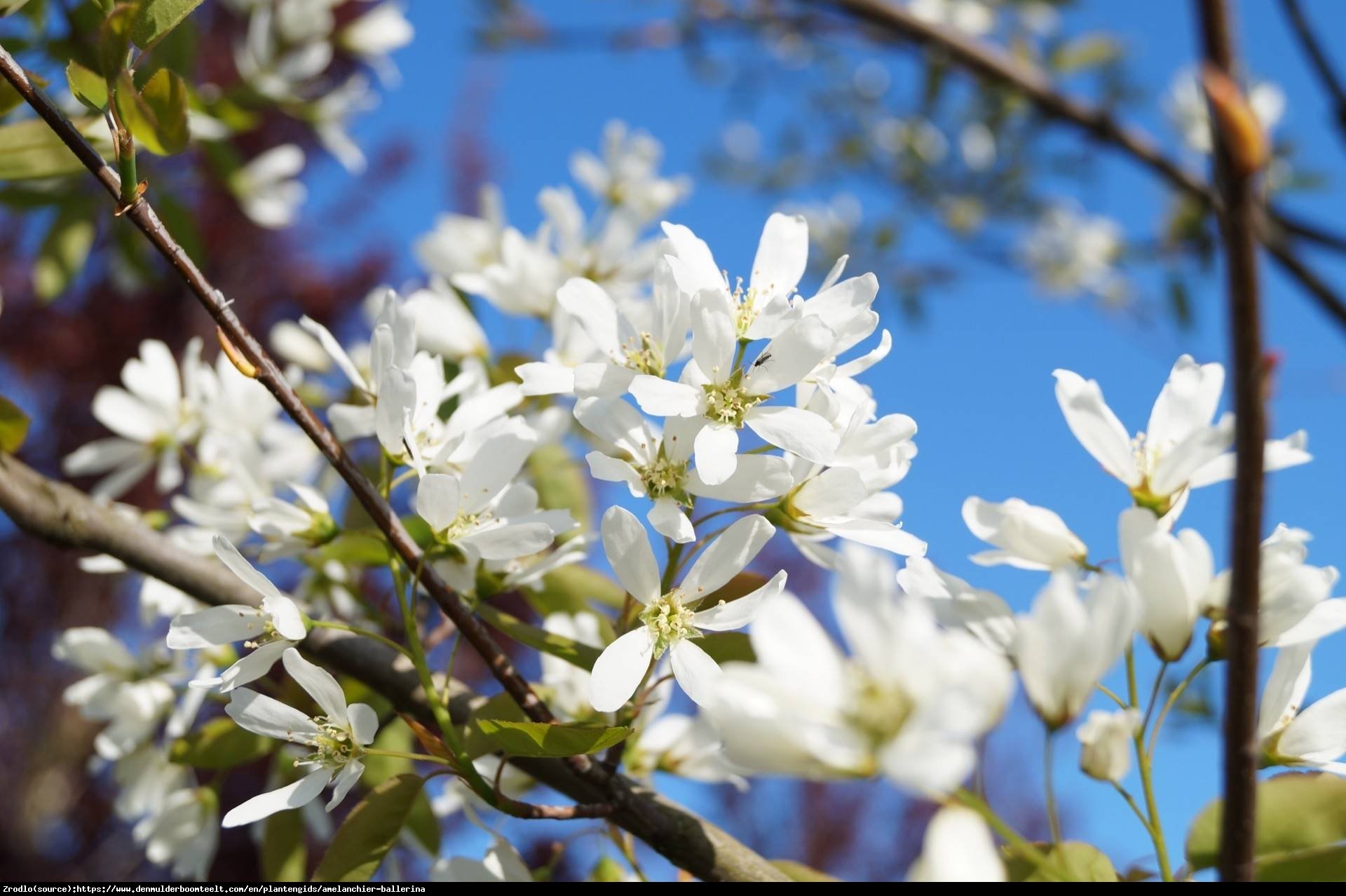 Świdośliwa gładka Ballerina - Amelanchier  laevis Ballerina