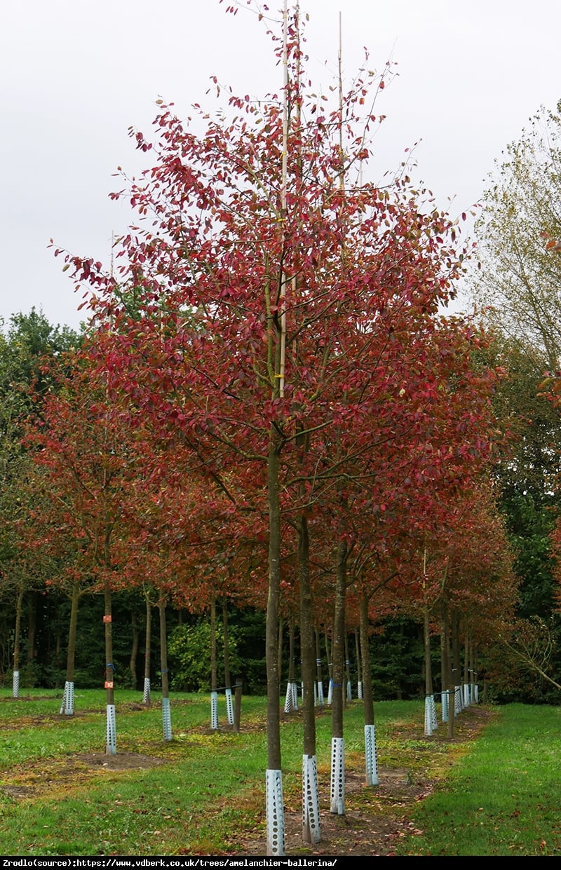 Świdośliwa gładka Ballerina - Amelanchier  laevis Ballerina