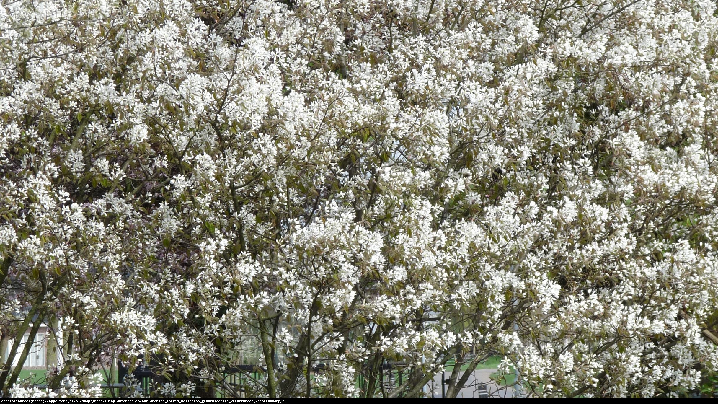 Świdośliwa gładka Ballerina - Amelanchier  laevis Ballerina