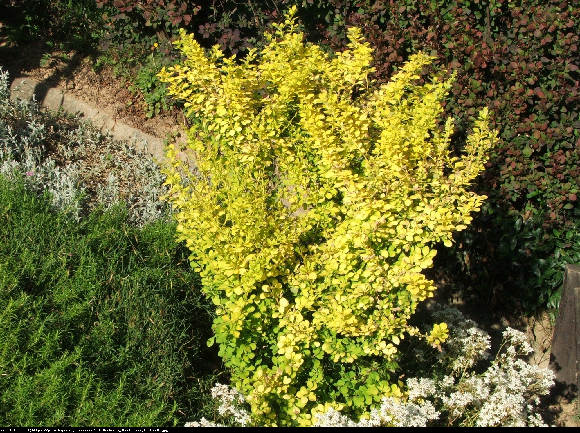 Berberys Aurea - Berberis thunb. Aurea