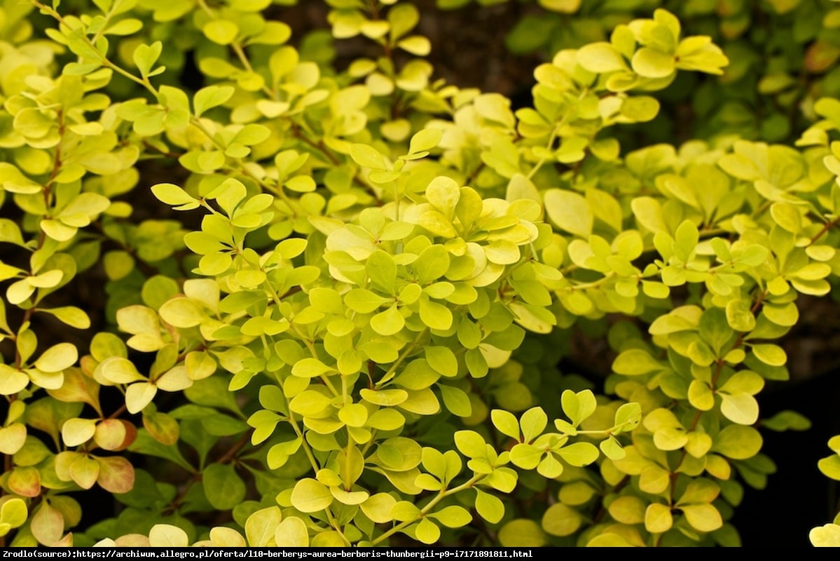 Berberys Aurea - Berberis thunb. Aurea