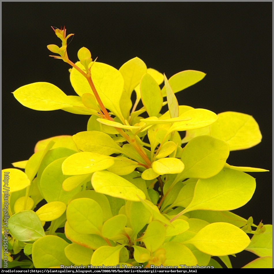 Berberys Aurea - Berberis thunb. Aurea