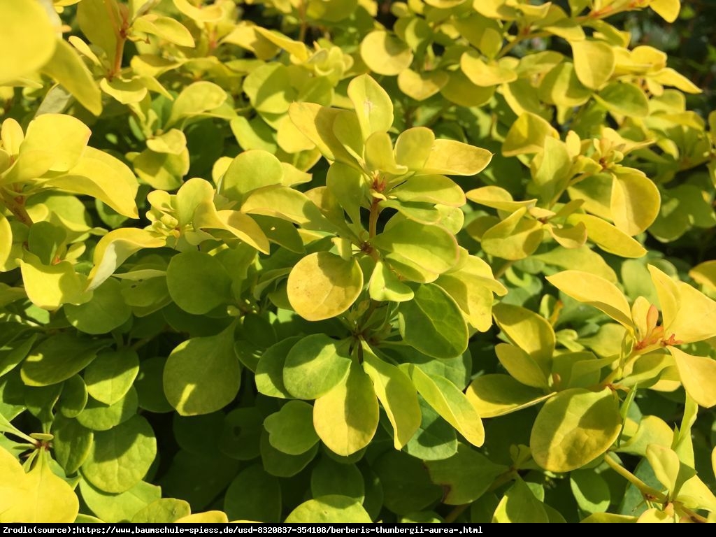 Berberys Aurea - Berberis thunb. Aurea