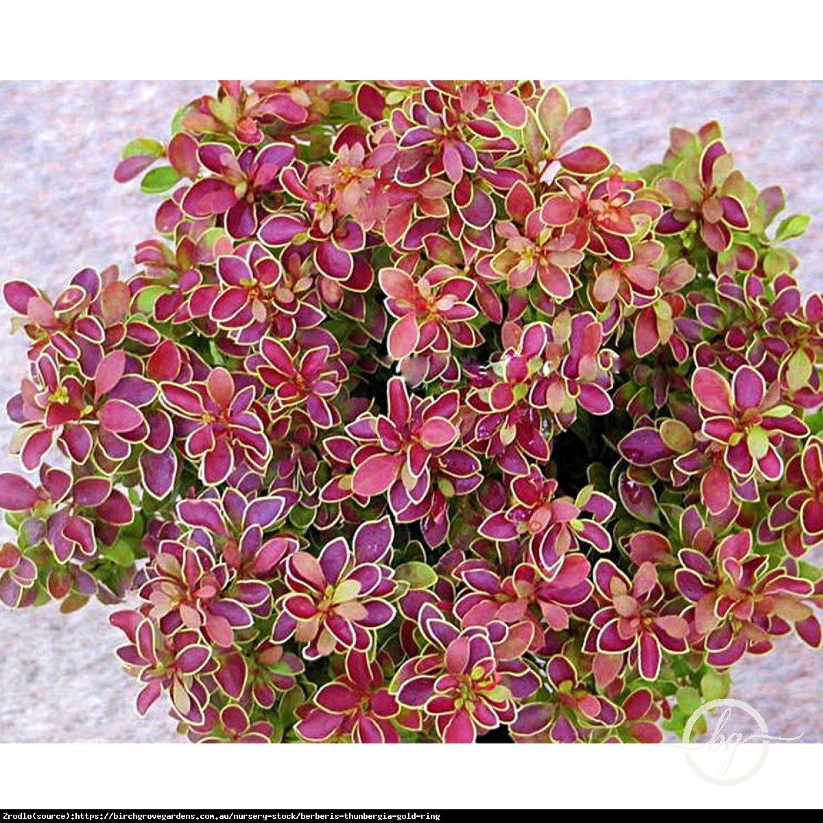 Berberys Golden Ring - Berberis thunb. Golden Ring