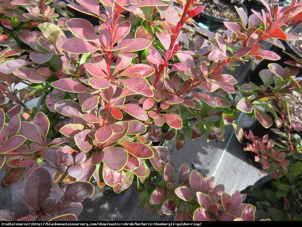 Berberys Golden Ring - Berberis thunb. Golden Ring