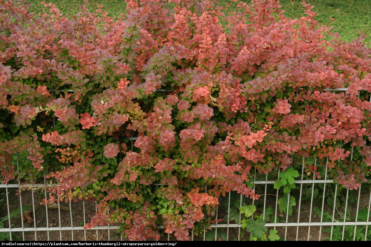 Berberys Golden Ring - Berberis thunb. Golden Ring