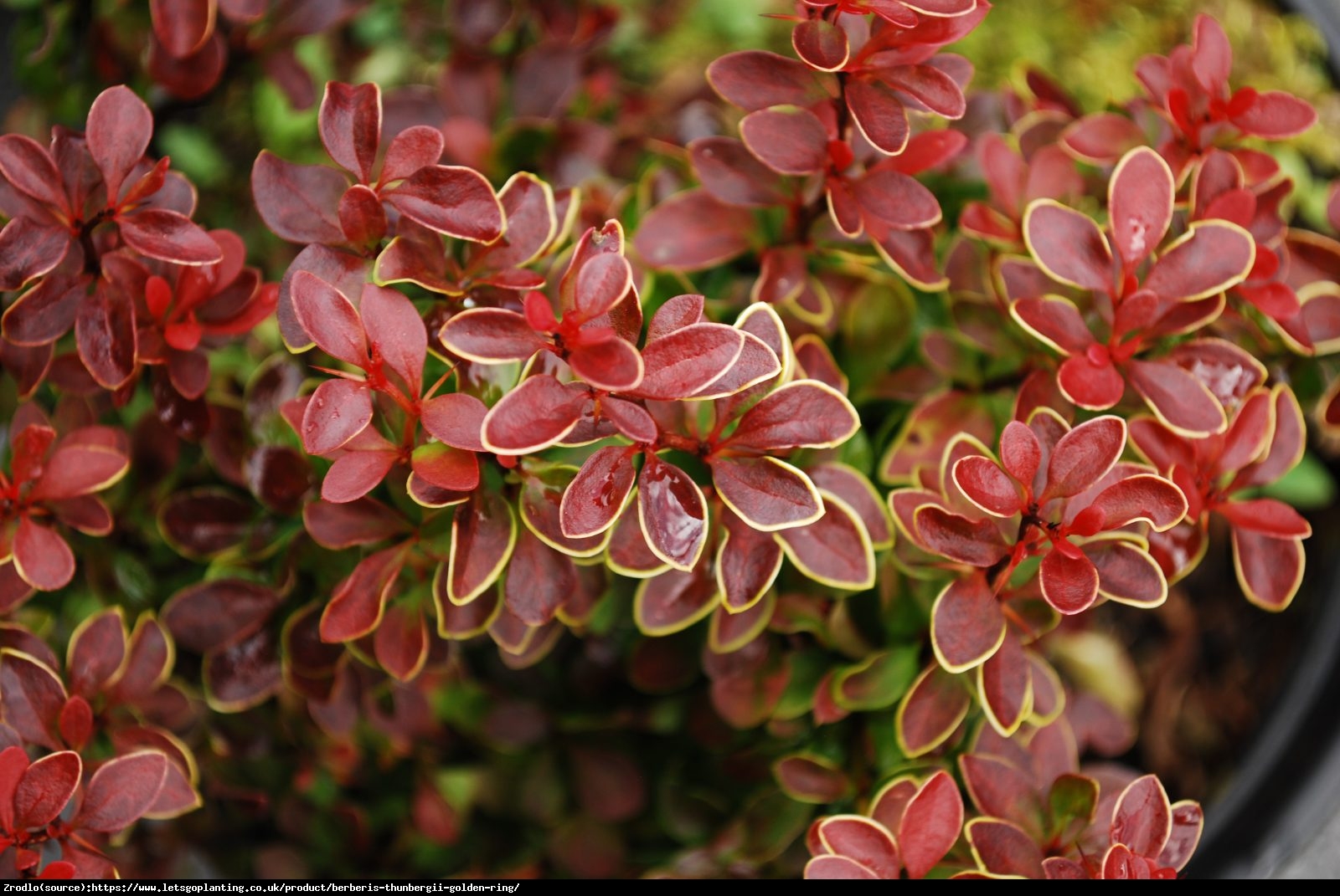 Berberys Golden Ring - Berberis thunb. Golden Ring