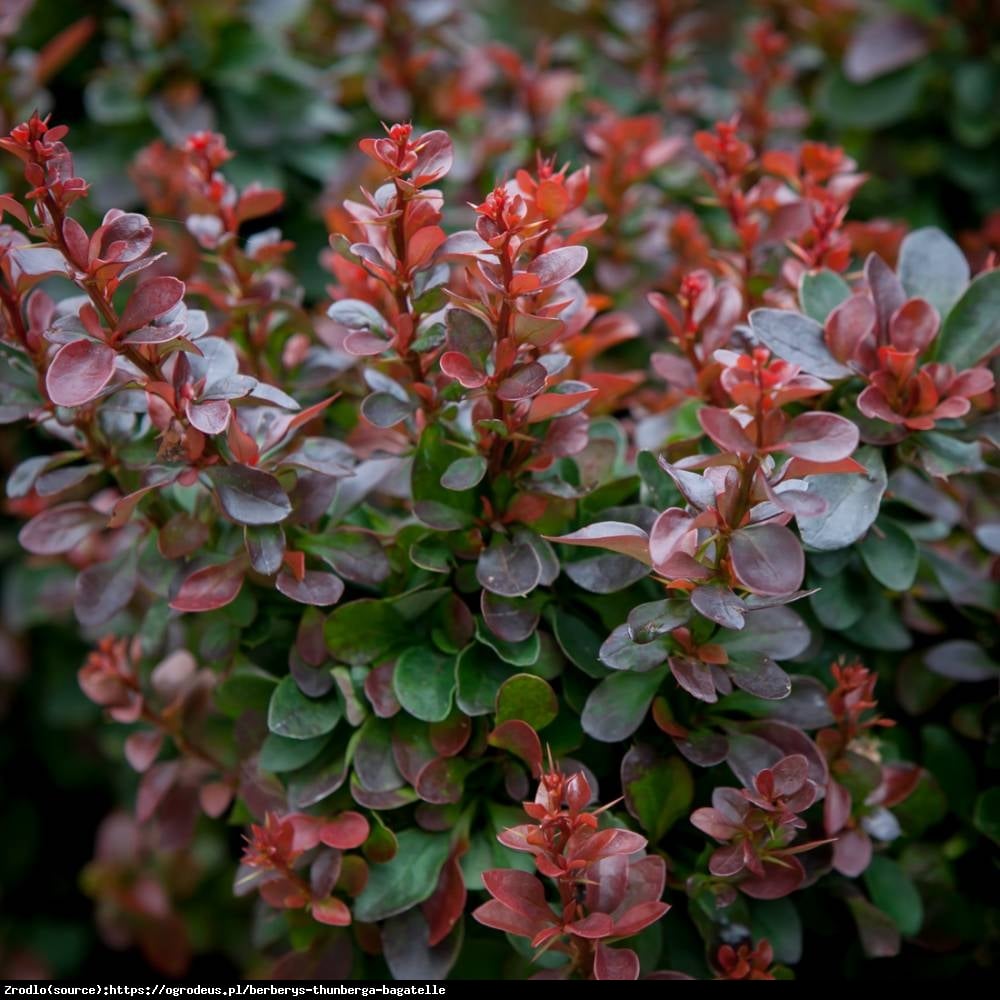 Berberys Bagatelle - Berberis thunb. Bagatelle