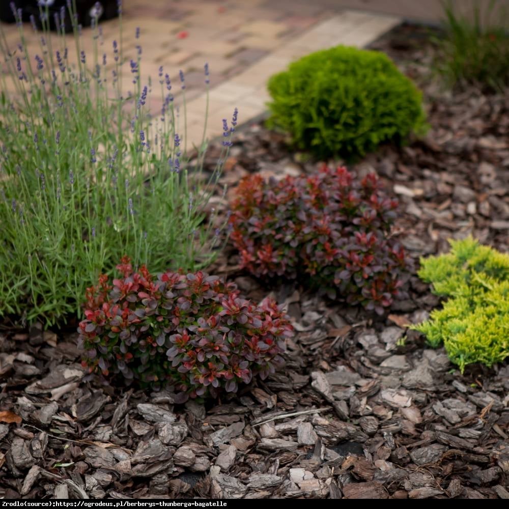 Berberys Bagatelle - Berberis thunb. Bagatelle