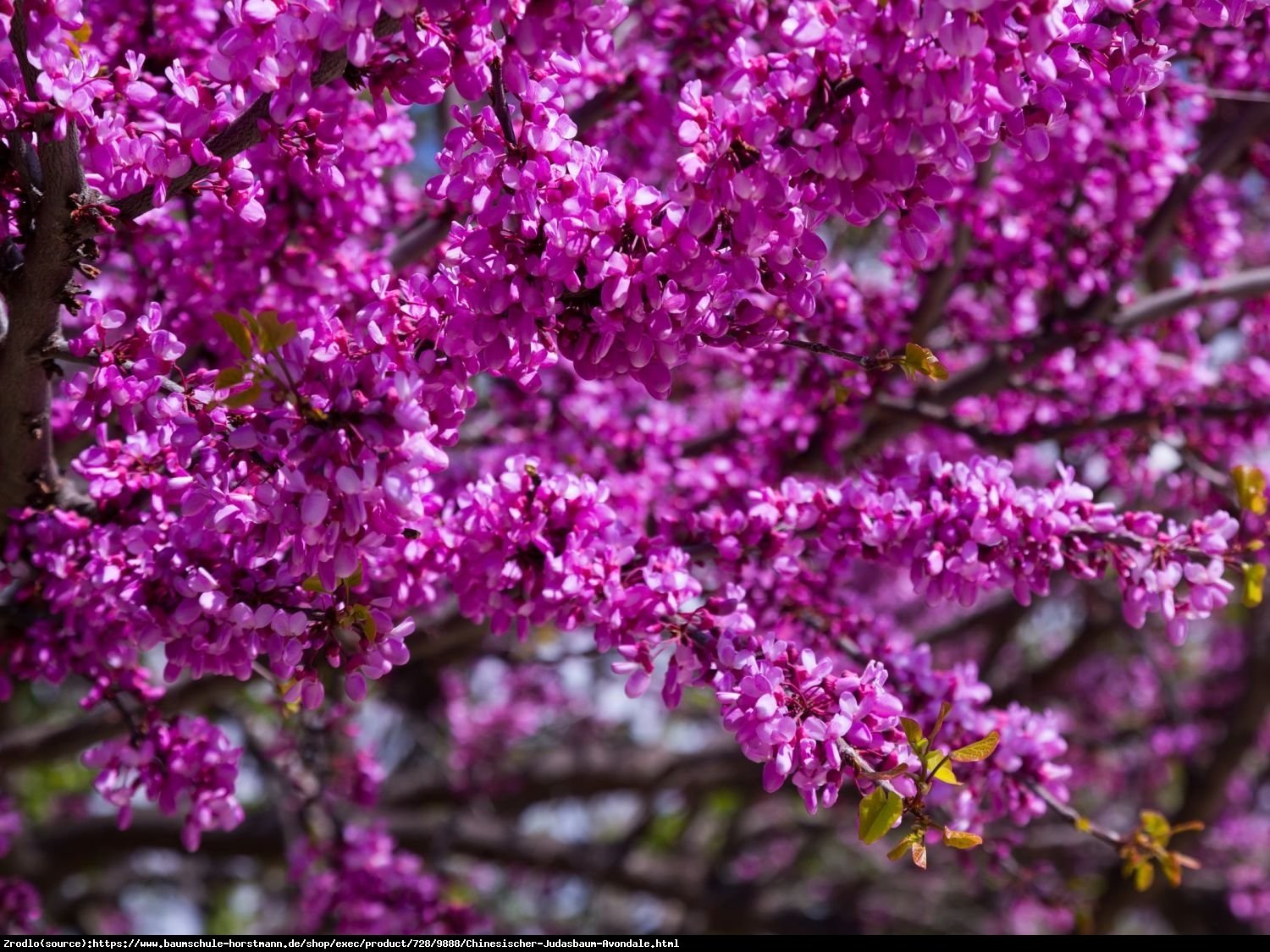 Judaszowiec chiński Avondale - Cercis chinensis  Avondale