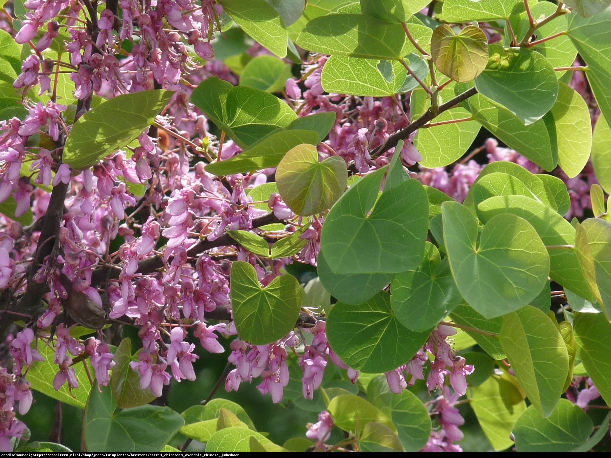 Judaszowiec chiński Avondale - Cercis chinensis  Avondale