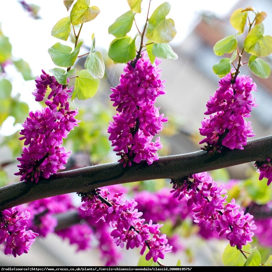 Judaszowiec chiński Avondale - Cercis chinensis  Avondale