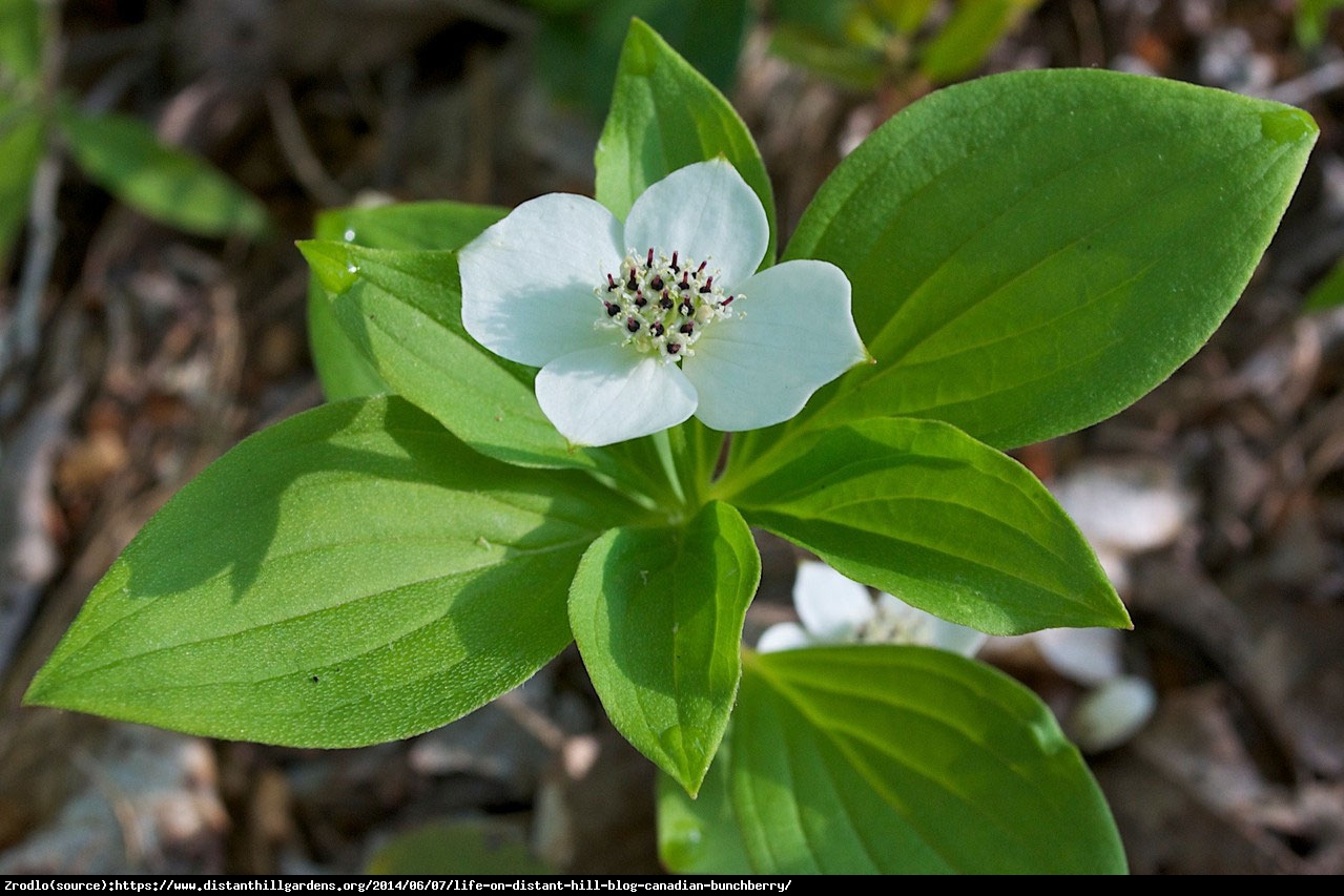 Dereń kanadyjski - Cornus canadensis