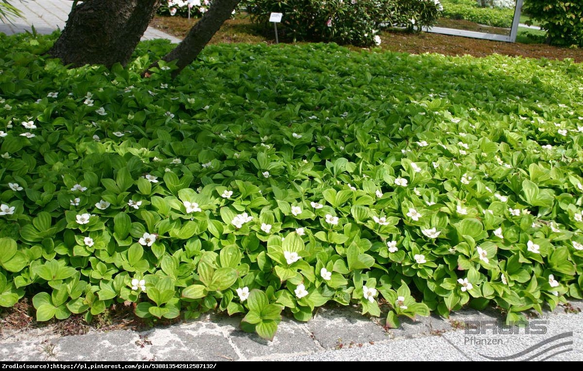 Dereń kanadyjski - Cornus canadensis