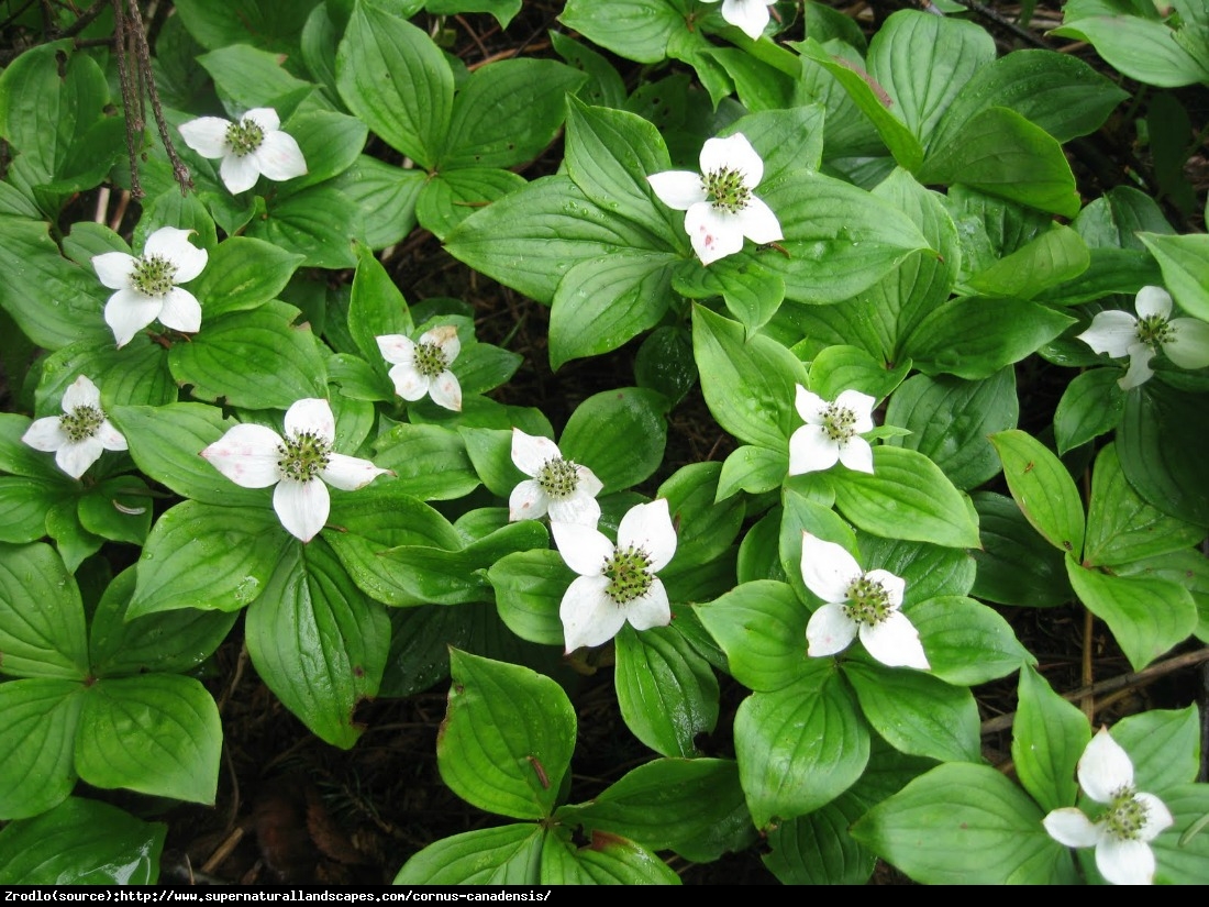 Dereń kanadyjski - Cornus canadensis