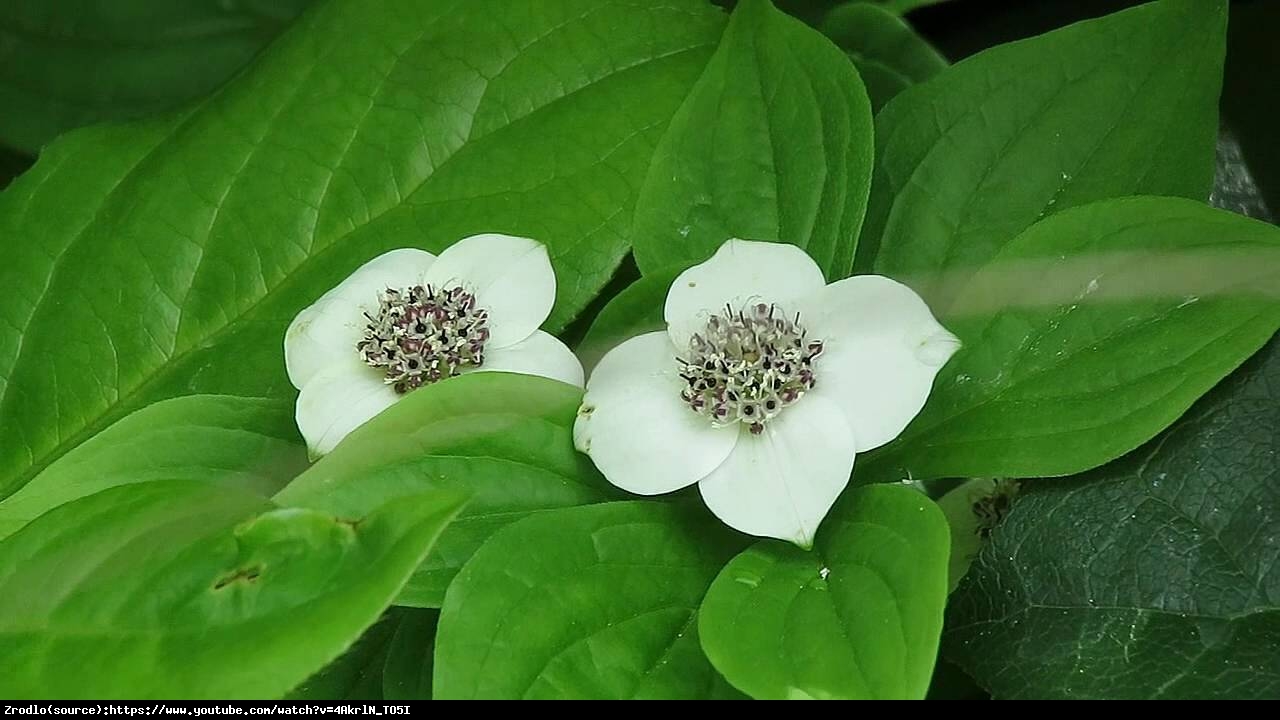 Dereń kanadyjski - Cornus canadensis