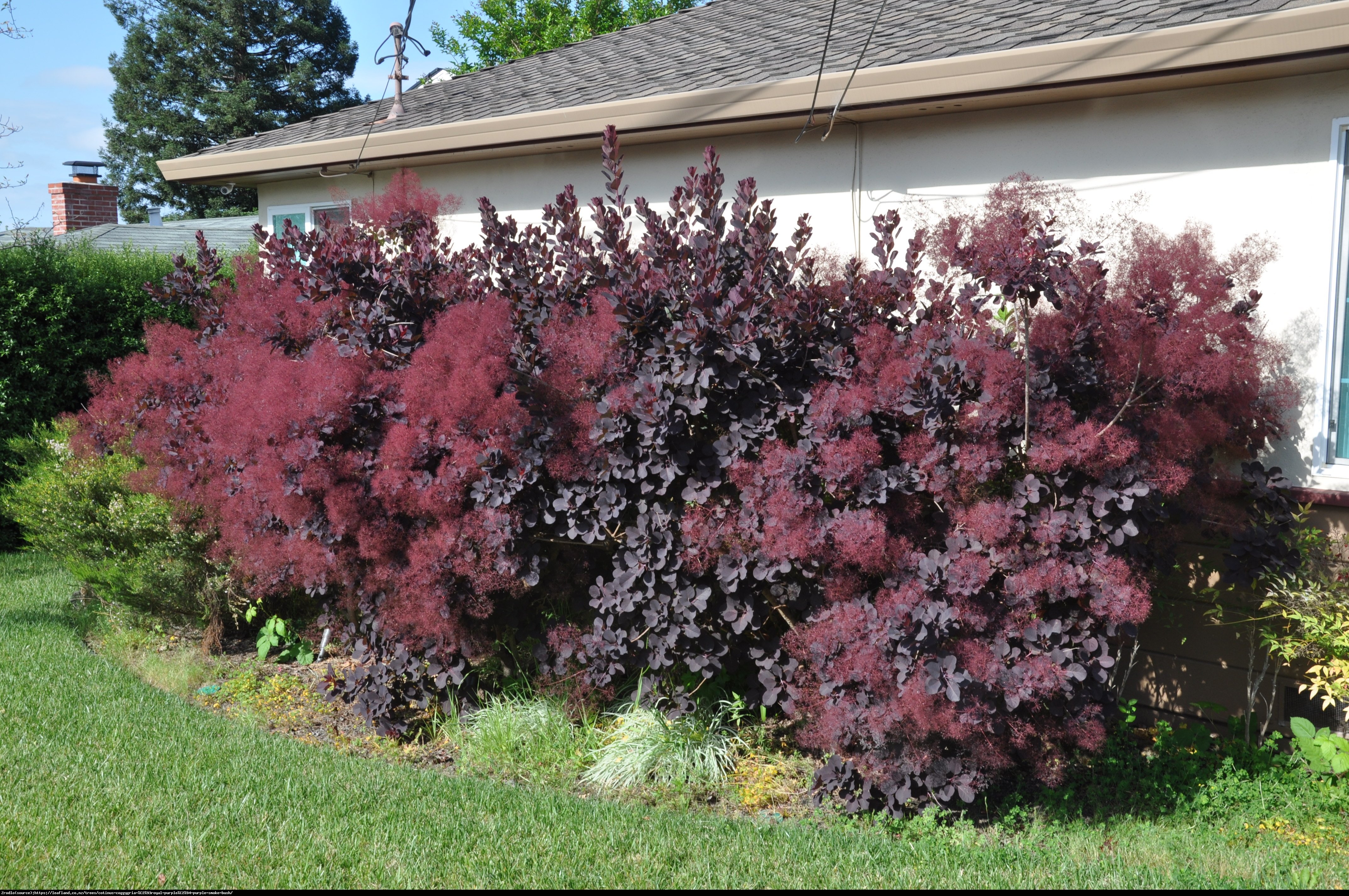 Perukowiec podolski  Royal Purple  - Cotinus cog.  Royal Purple 