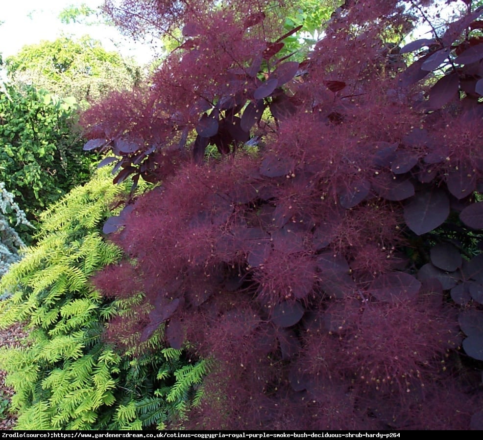 Perukowiec podolski  Royal Purple  - Cotinus cog.  Royal Purple 