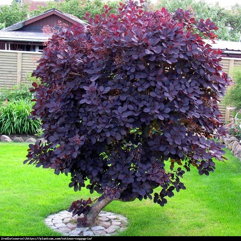 Perukowiec podolski  Royal Purple  - Cotinus cog.  Royal Purple 