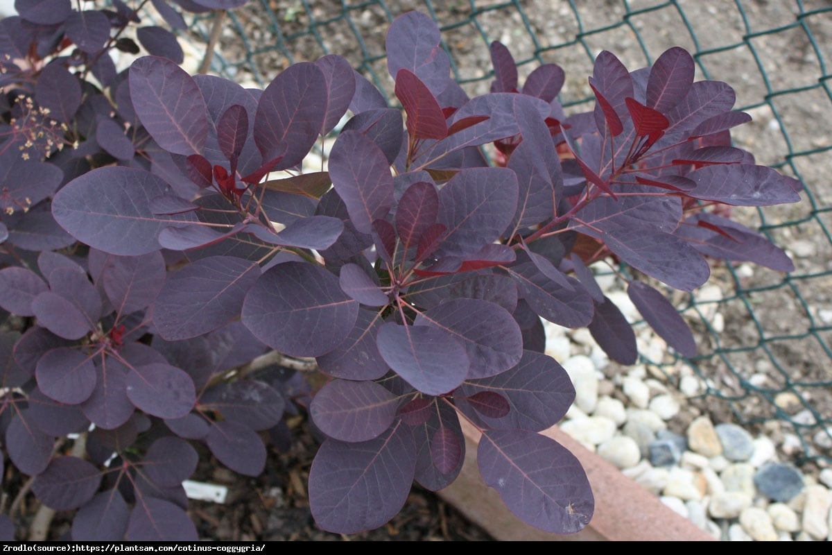 Perukowiec podolski  Royal Purple  - Cotinus cog.  Royal Purple 